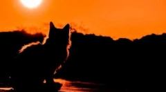 Kot prysznic: czy reinkarnacja jest możliwa